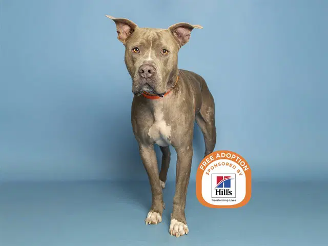 Batman - American Pit Bull Terrier