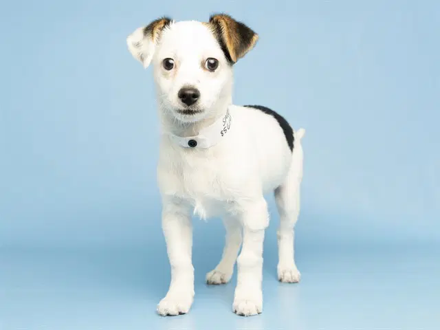 Snoopy - Chihuahua