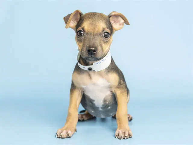 Annie - American Pit Bull Terrier