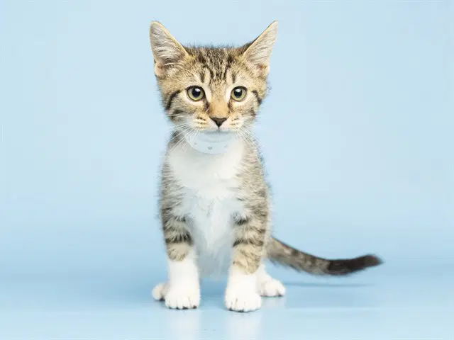 Eeyore - Domestic Medium Hair