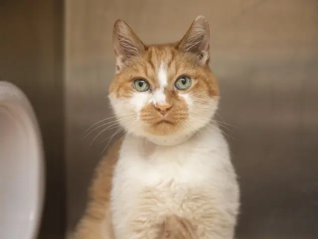 Nigel - Domestic Short Hair