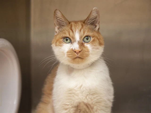 Nigel