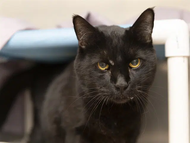 Bagheera - Domestic Short Hair