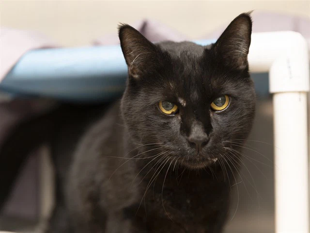 Bagheera