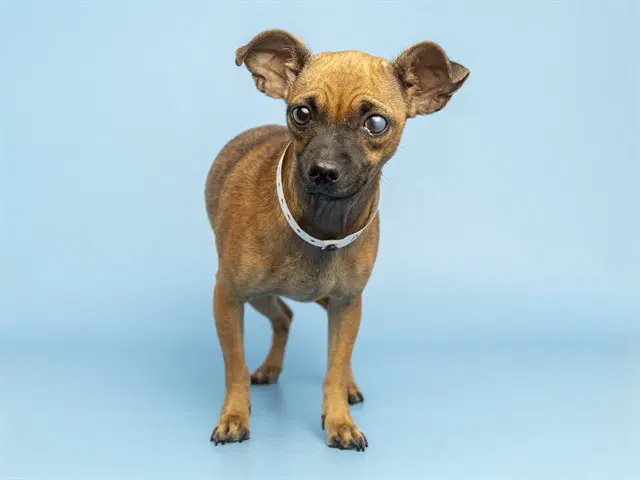Susie - Chihuahua