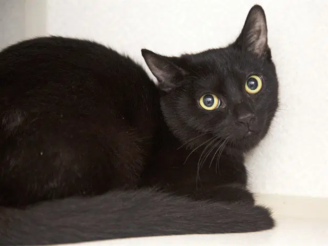 Luigi - Domestic Short Hair