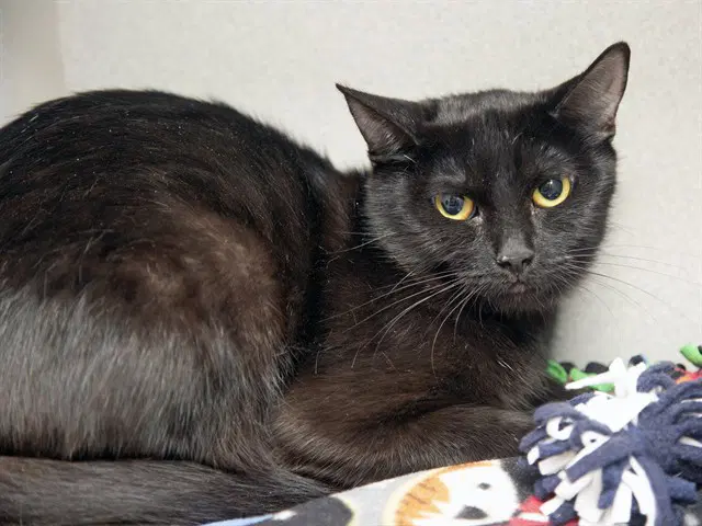 Sweetie - Domestic Short Hair
