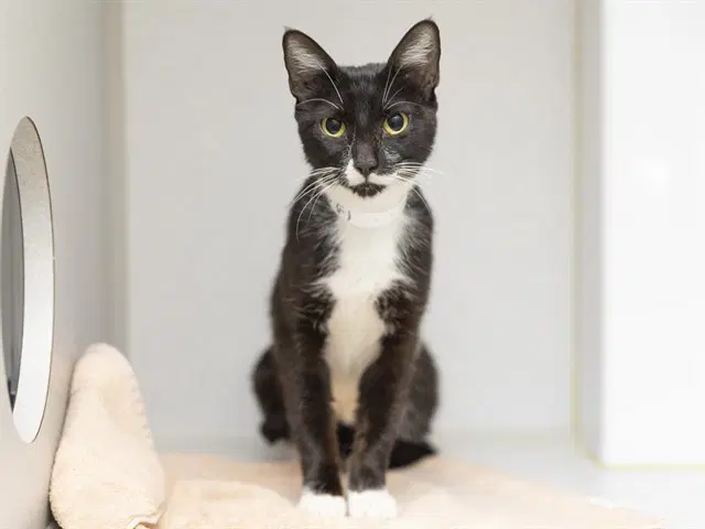 Lizzie - Domestic Short Hair