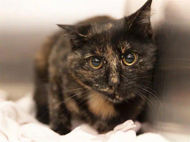 Casie - Domestic Short Hair