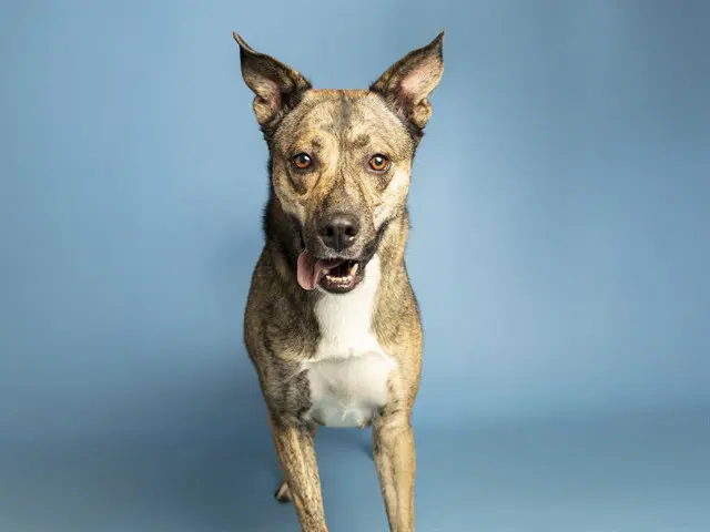 Buddy - Dutch Shepherd