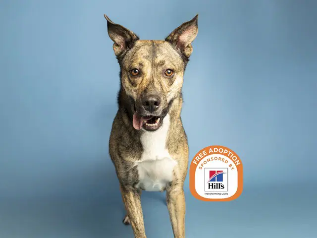 Buddy - Dutch Shepherd