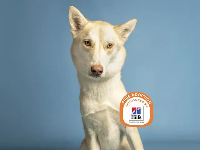 Mojo - Husky