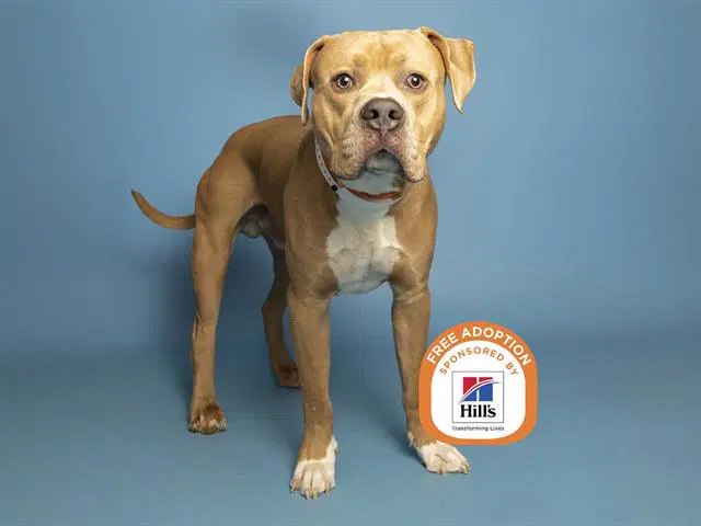 Hugo - American Bulldog