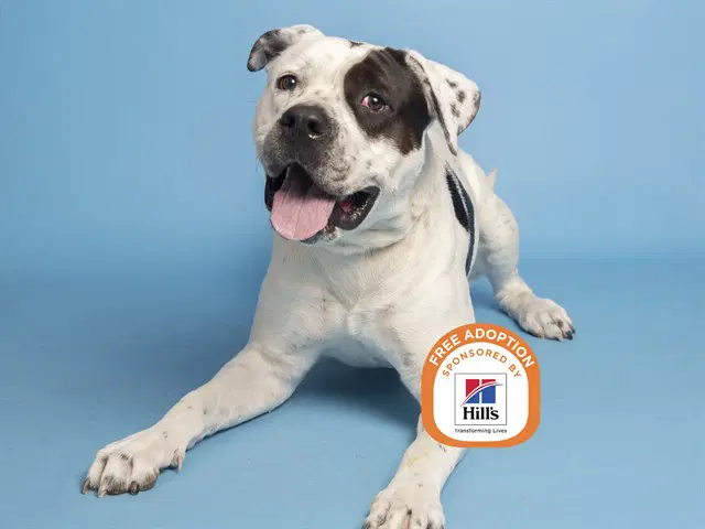 Moo Cow - American Pit Bull Terrier