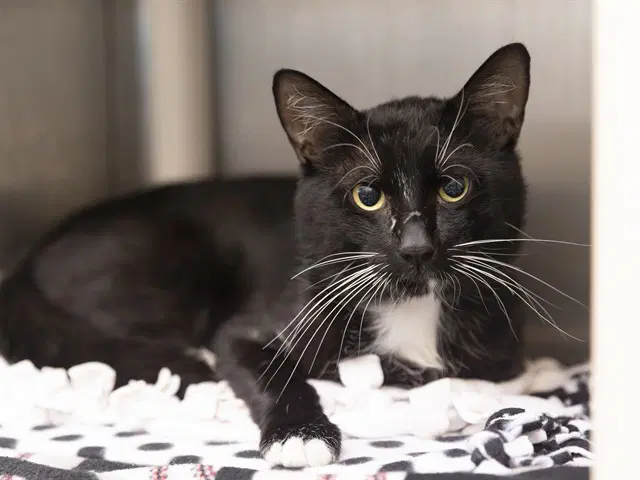 Comet - Domestic Short Hair
