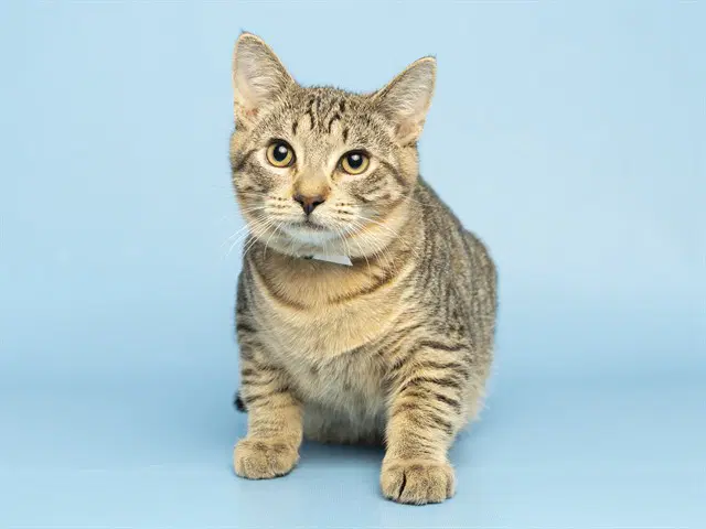 Allann - Domestic Short Hair