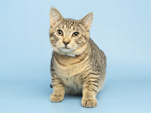 ALLANN, a cat for adoption from Arizona Humane Society - Campus for Compassion