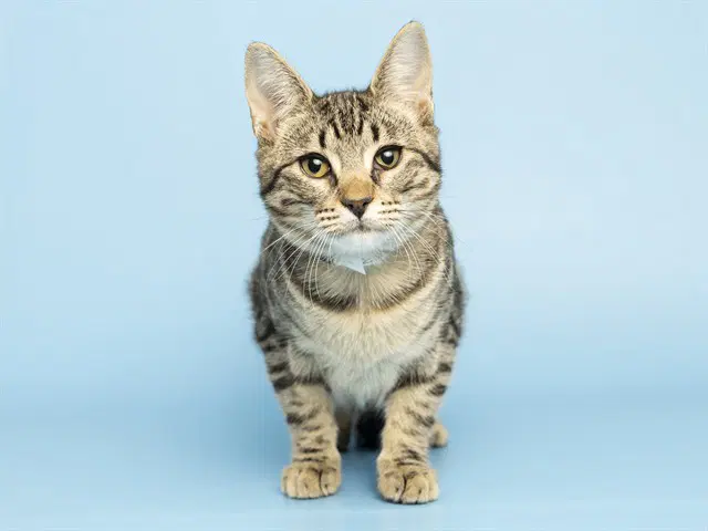 Poe - Domestic Short Hair
