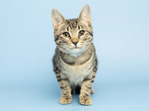 POE, a cat for adoption from Arizona Humane Society - Campus for Compassion