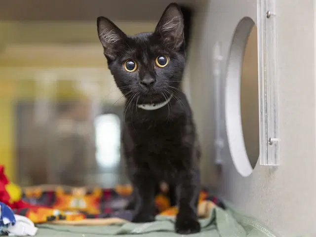 Oblina - Domestic Short Hair