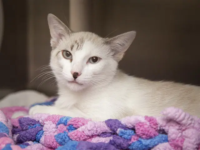 Timmy - Domestic Short Hair