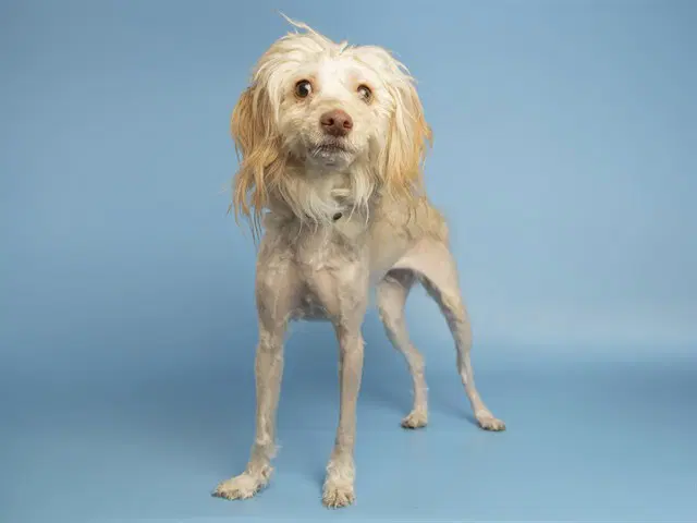 Molly - Maltese