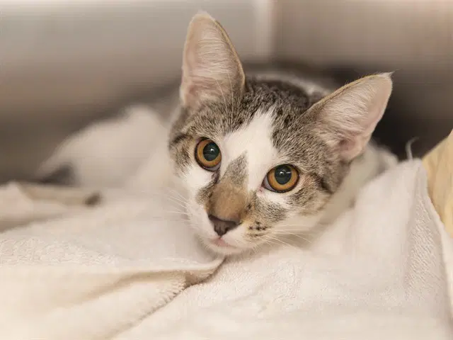 Baby Mimi - Domestic Short Hair