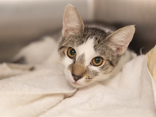 BABY MIMI, a cat for adoption from Arizona Humane Society - Campus for Compassion