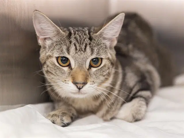 Astro - Domestic Short Hair