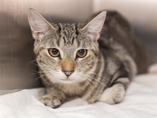 ASTRO, a cat for adoption from Arizona Humane Society - Campus for Compassion