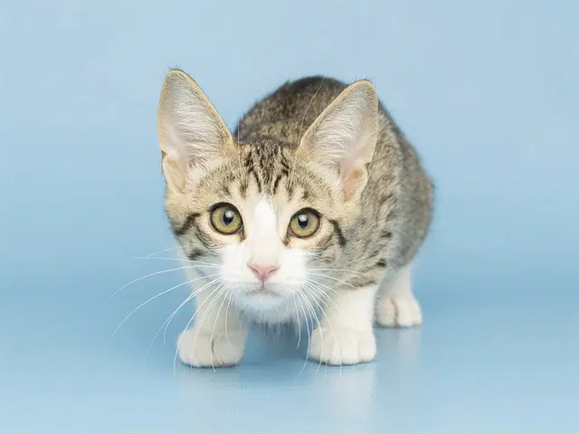 Mikey - Domestic Short Hair