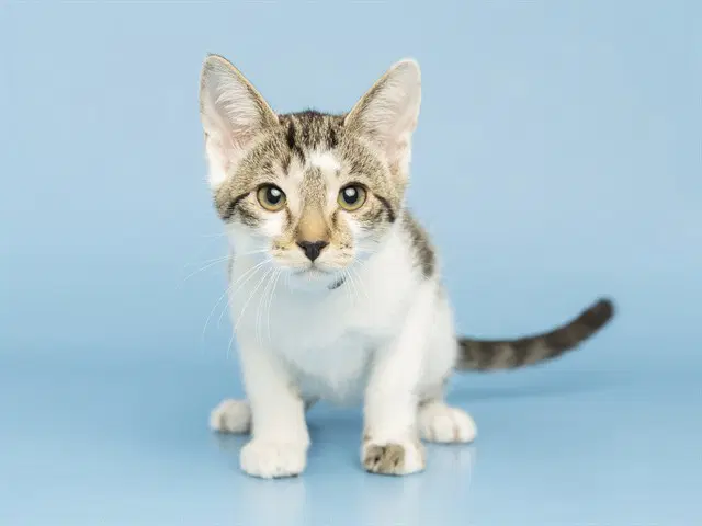 Sienna - Domestic Short Hair