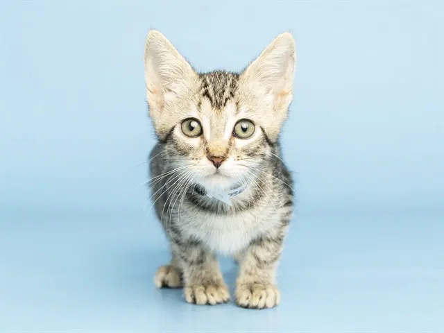 Janis - Domestic Short Hair