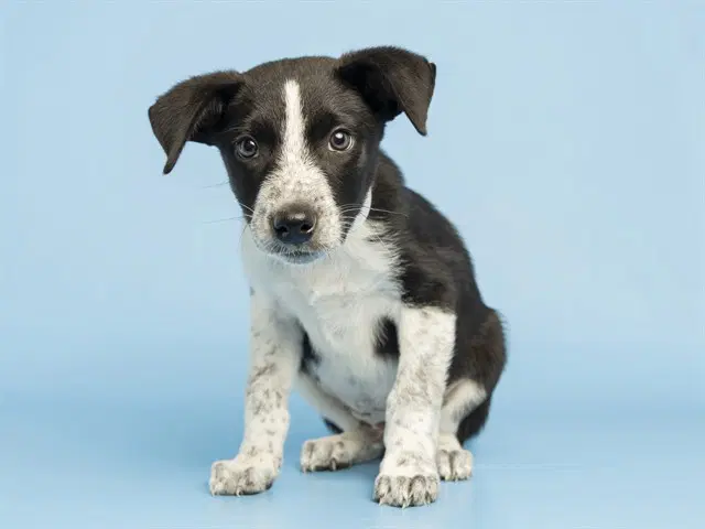 Willie D - Border Collie
