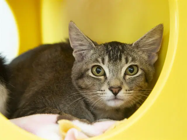 Moon - Domestic Short Hair