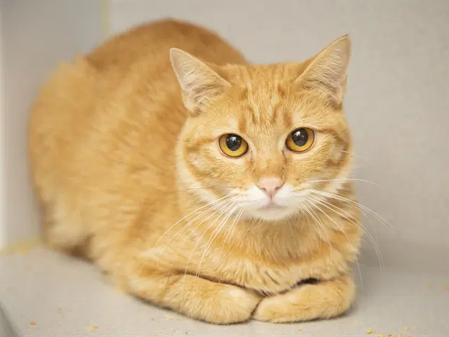 Penny - Domestic Short Hair
