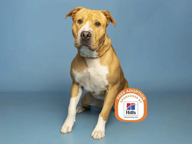 Zeus - Chinese Shar-Pei