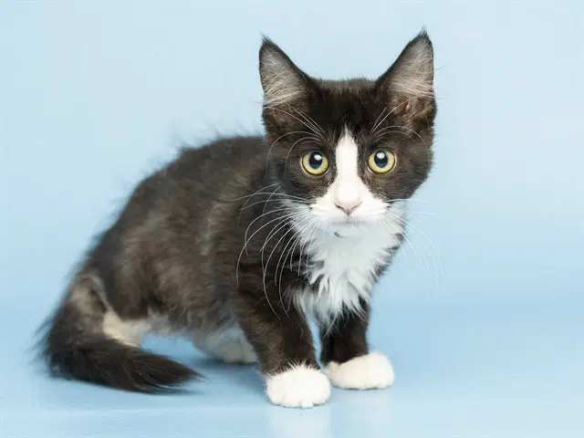 Petunia - Domestic Short Hair