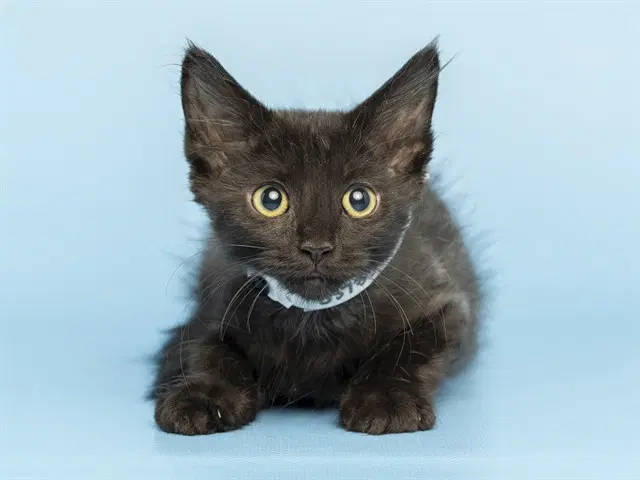 Miata - Domestic Short Hair