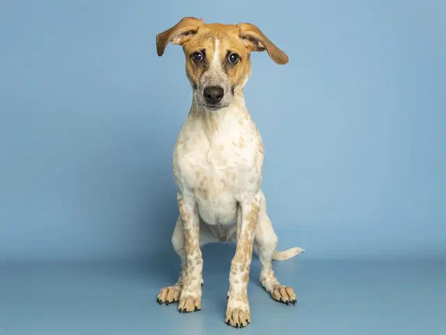 Jasper - Australian Cattle Dog/Blue Heeler