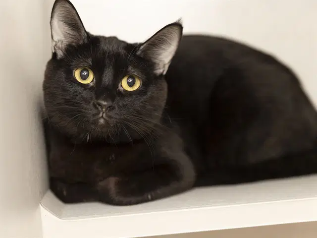 Strawberry - Domestic Short Hair