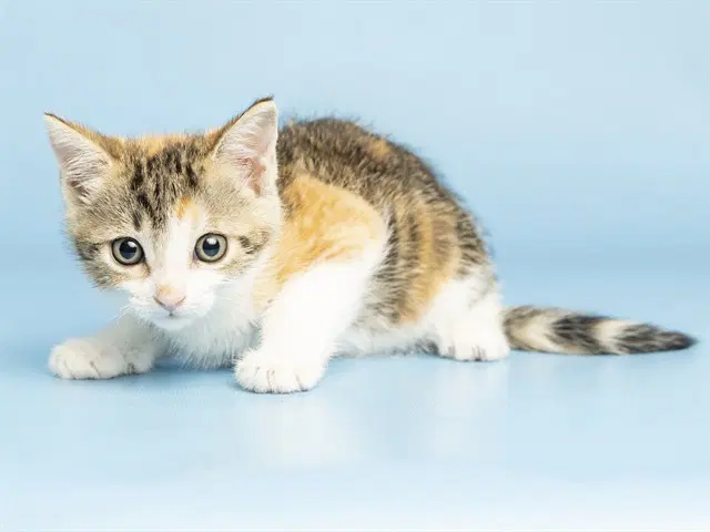 Eenie - Domestic Short Hair