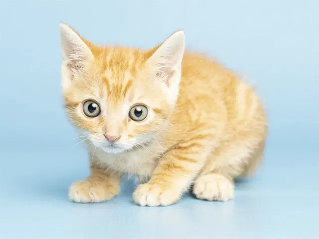 Miney - Domestic Short Hair