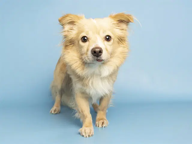Bruno - Pomeranian