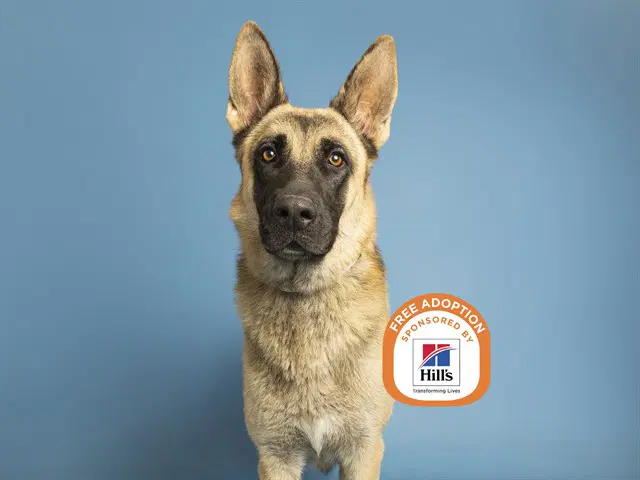Odin - German Shepherd Dog