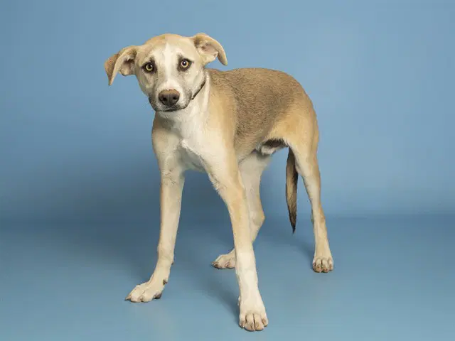 Hazey - Carolina Dog