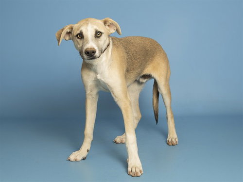HAZEY, a dog for adoption from Arizona Humane Society - Campus for Compassion