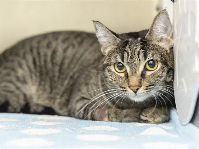 Luna - Domestic Short Hair