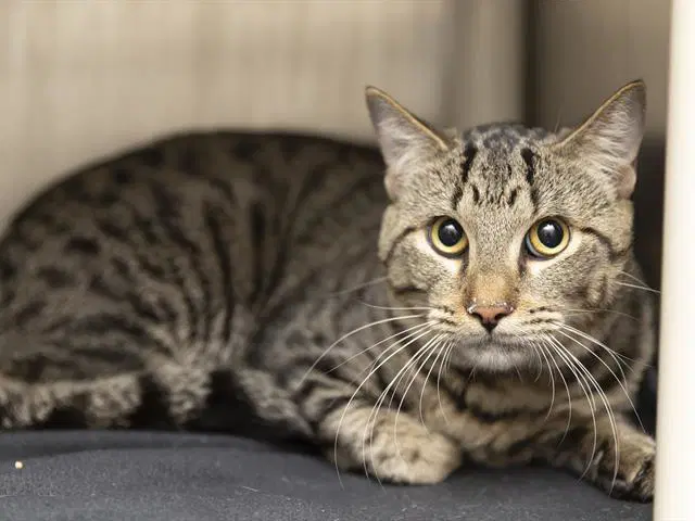 Fluffy - Domestic Short Hair