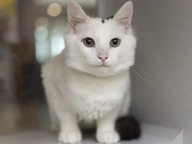 Bilbo - Domestic Short Hair